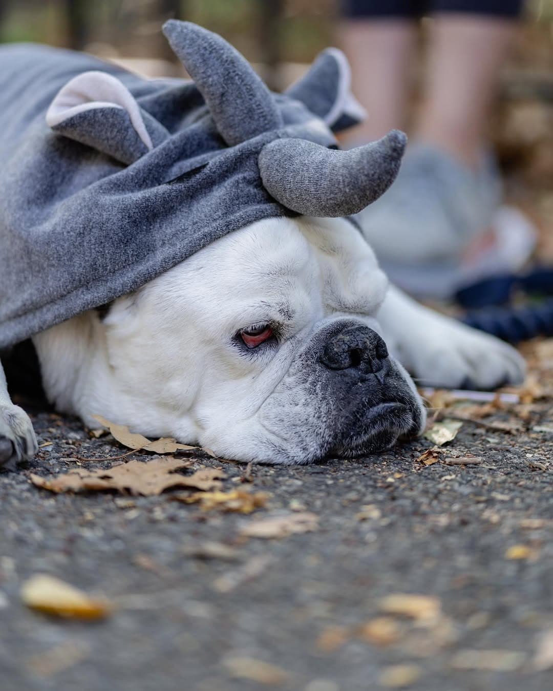 A white bulldog lies on the ground wearing a gray rhinoceros costume.